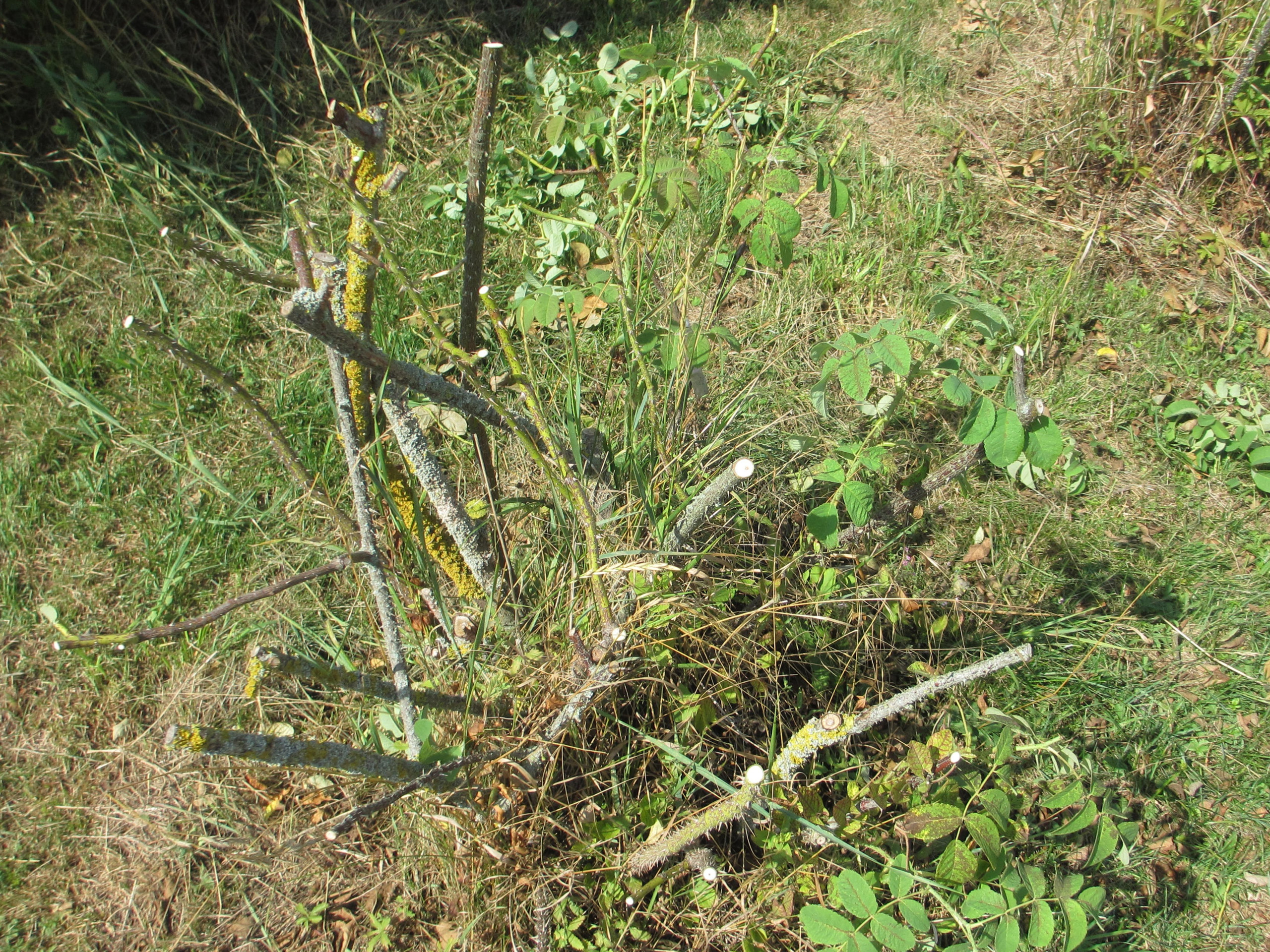 Bild "Willkommen:rosenschniitt-sommer_2_Cut.JPG"